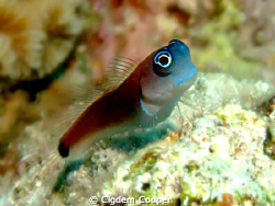 Aron's Blenny (Ecsenius aroni)
Taken with Fuji F50FD & F... by Cigdem Cooper 